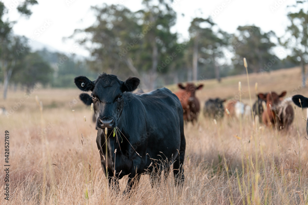 Stud beef cows in a field on a farm in England. English cattle in a meadow grazing on pasture in springtime. Green grass growing in a paddock on a sustainable agricultural ranch.