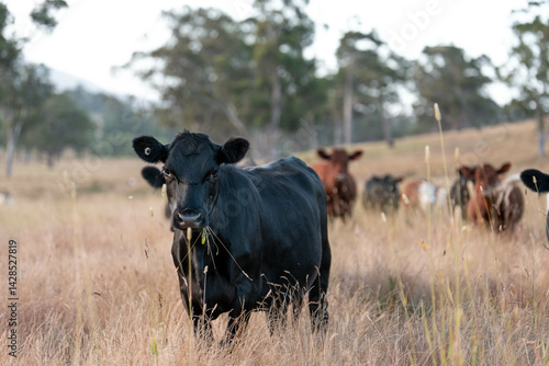 Obraz na płótnie Stud beef cows in a field on a farm in England. English cattle in a meadow grazing on pasture in springtime. Green grass growing in a paddock on a sustainable agricultural ranch. w salonie