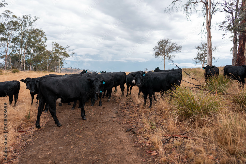 Stud beef cows in a field on a farm in England. English cattle in a meadow grazing on pasture in springtime. Green grass growing in a paddock on a sustainable agricultural ranch.