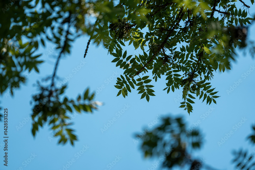 eucalyptus gum trees growing in a bush forest with other species of plants, native to Australia with the blue sky behind their leaves as they blow in the wing