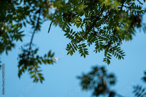 Obraz na płótnie eucalyptus gum trees growing in a bush forest with other species of plants, native to Australia with the blue sky behind their leaves as they blow in the wing w salonie