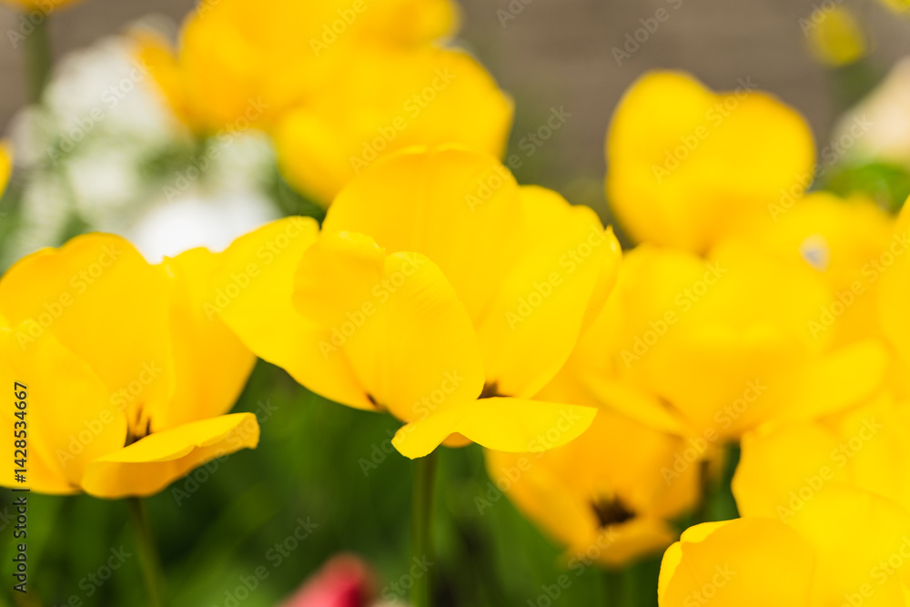 yellow tulips yellow tulips
