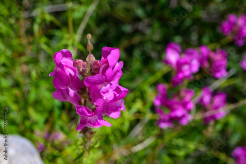 Red flowers blooming at St. Hilarion Castle ruins