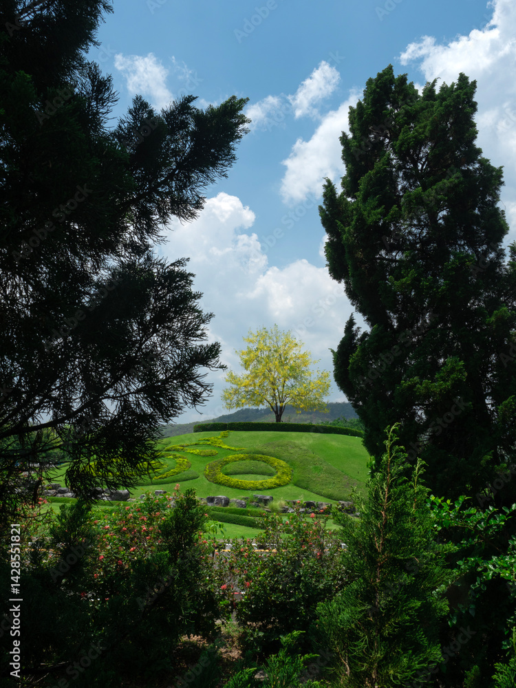 Obraz premium Cassia yellow golden shower trees blooming at Ratchaphruek flora Garden in Chiang Mai.