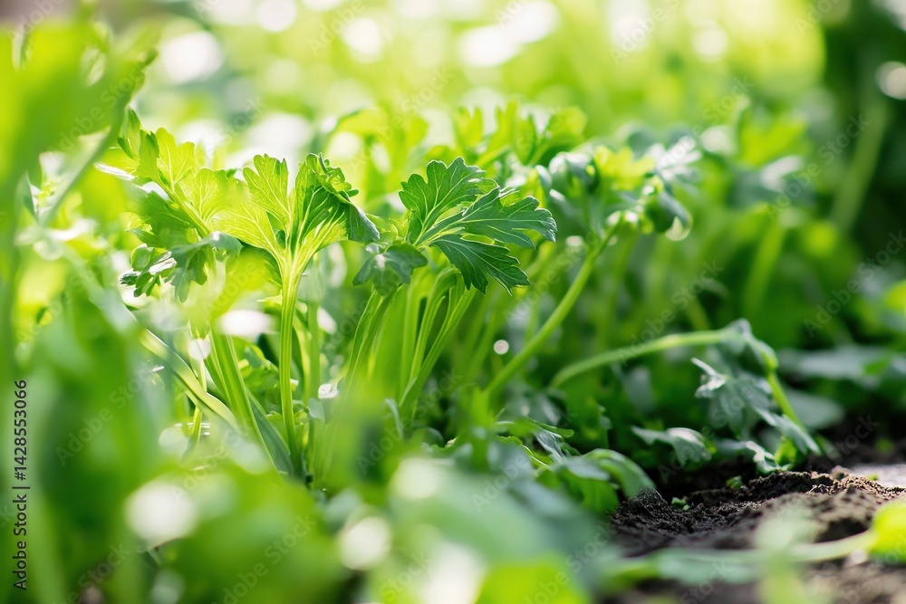 Fresh celery plants in garden setting with sunlit leaves, natural and organic theme Fresh celery plants in garden setting with sunlit leaves, natural and organic theme
