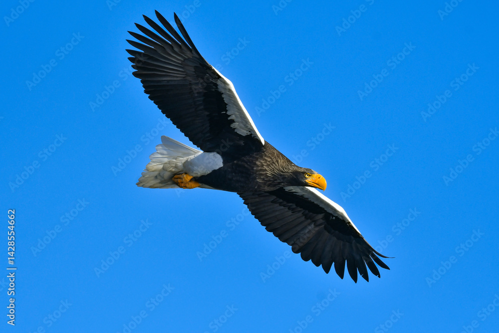 Obraz premium 冬に知床半島や根室で見られる美しく、勇猛な空の王者、オオワシ