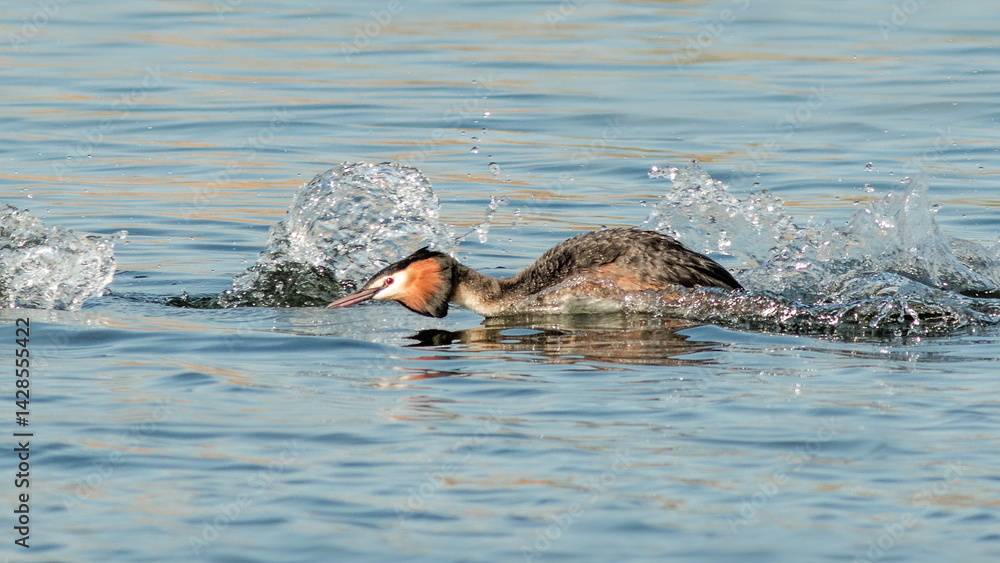Fototapeta premium great crested grebe