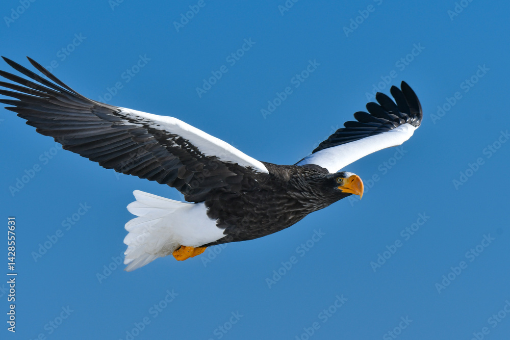 Obraz premium 冬に知床半島や根室で見られる美しく、勇猛な空の王者、オオワシ