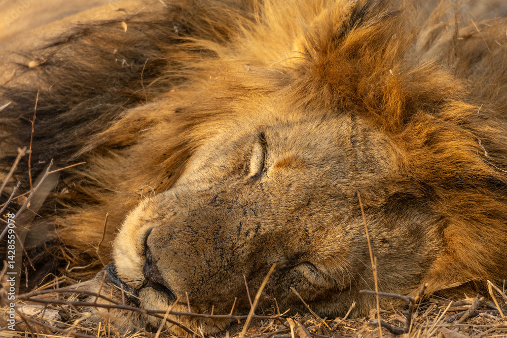 Naklejka premium Close up of the Head of a Large Sleeping Lion With a Thick Mane in South Africa