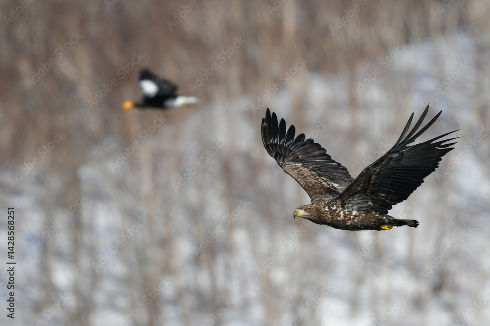 Obraz premium 冬に北海道の知床半島や釧路湿原で見られる大きな猛禽の仲間、勇敢で格好良いオジロワシ