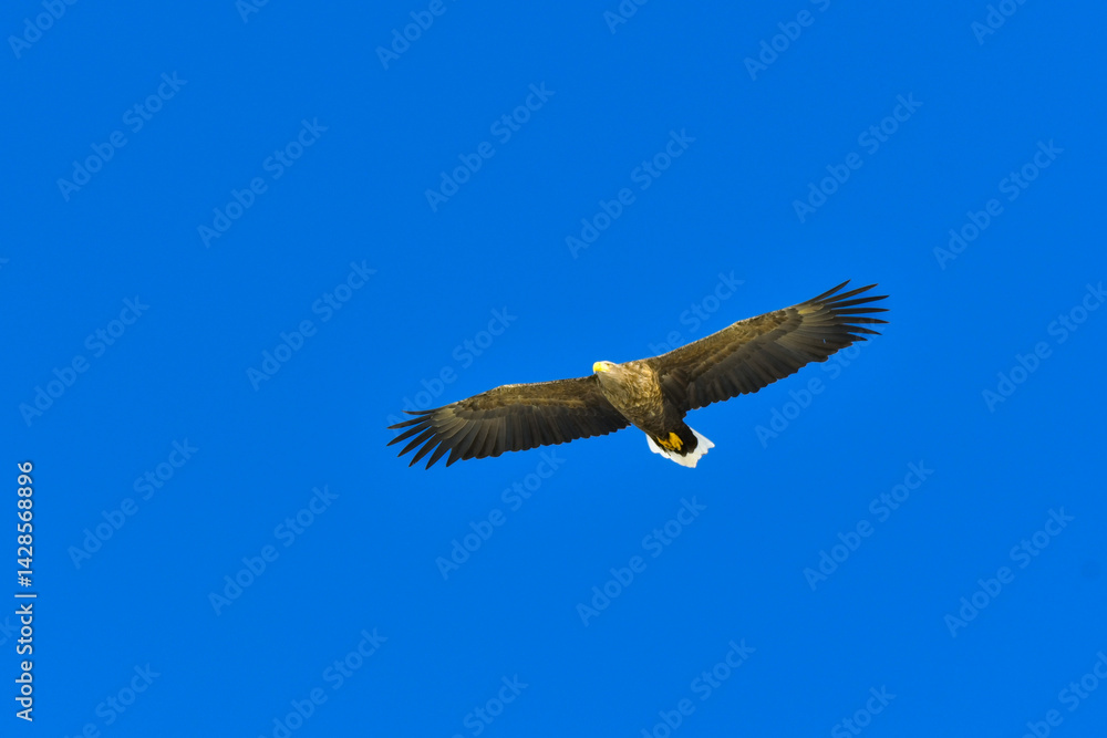 Obraz premium 冬に北海道の知床半島や釧路湿原で見られる大きな猛禽の仲間、勇敢で格好良いオジロワシ