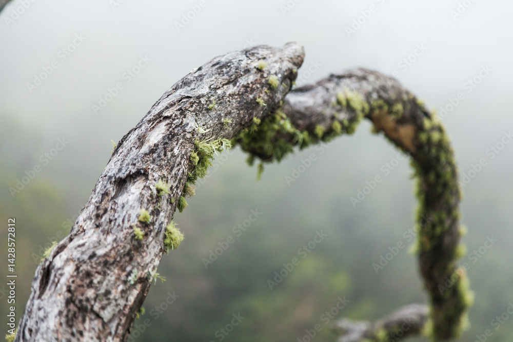 Lichens on branch in fog Lichens on branch in fog