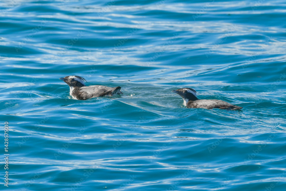 Fototapeta premium 宮崎や伊豆諸島等、日本近海の海でしか見られない冠羽が特徴の天然記念物の海鳥、カンムリウミスズメ