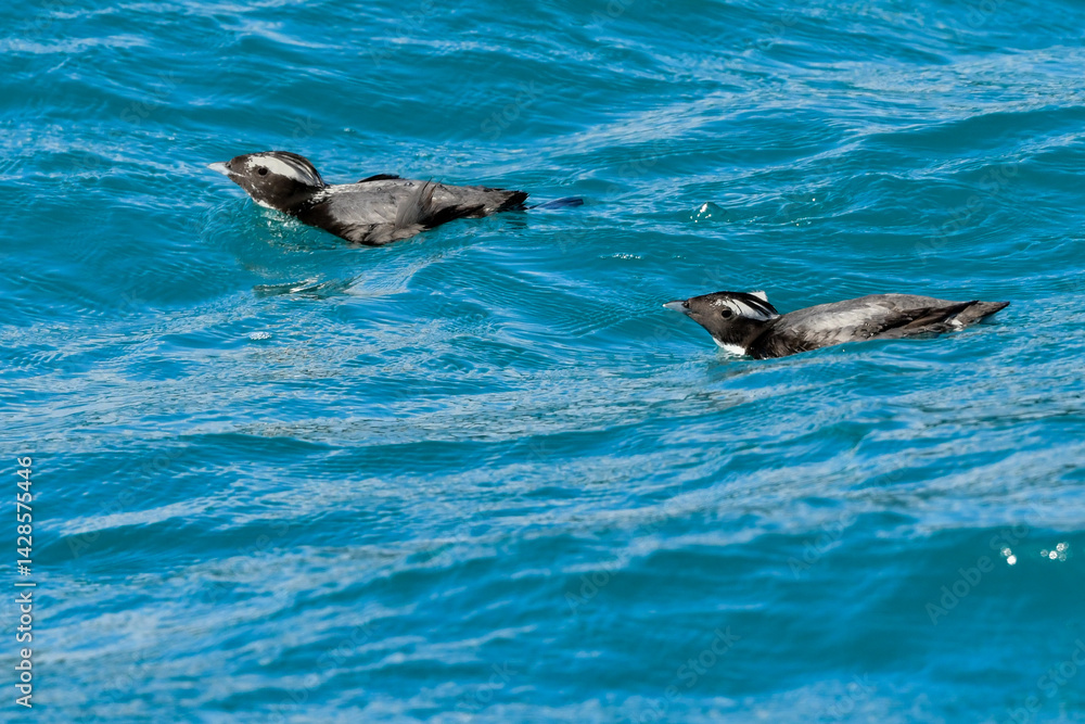 Naklejka premium 宮崎や伊豆諸島等、日本近海の海でしか見られない冠羽が特徴の天然記念物の海鳥、カンムリウミスズメ