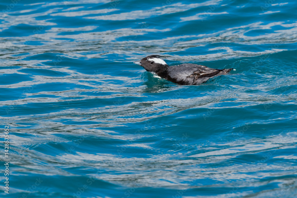 Fototapeta premium 宮崎や伊豆諸島等、日本近海の海でしか見られない冠羽が特徴の天然記念物の海鳥、カンムリウミスズメ
