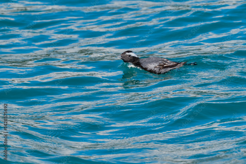 Fototapeta premium 宮崎や伊豆諸島等、日本近海の海でしか見られない冠羽が特徴の天然記念物の海鳥、カンムリウミスズメ