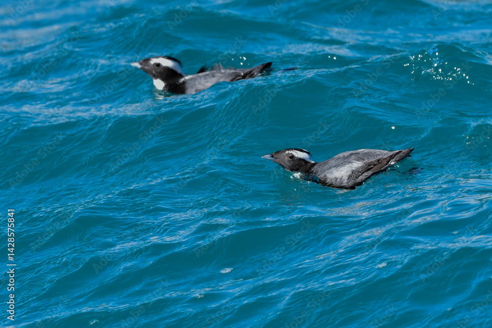 Fototapeta premium 宮崎や伊豆諸島等、日本近海の海でしか見られない冠羽が特徴の天然記念物の海鳥、カンムリウミスズメ