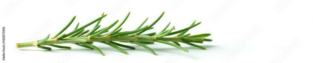 Fototapeta premium Isolated sprig of rosemary on white background, garden, foliage