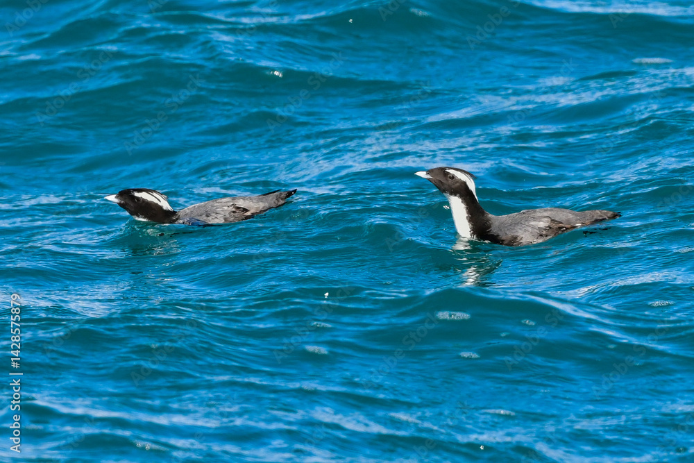 Fototapeta premium 宮崎や伊豆諸島等、日本近海の海でしか見られない冠羽が特徴の天然記念物の海鳥、カンムリウミスズメ