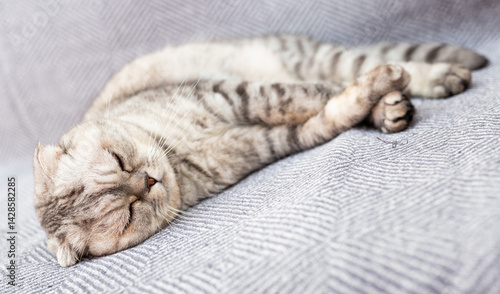 Gray scottish fold posing on gray couch