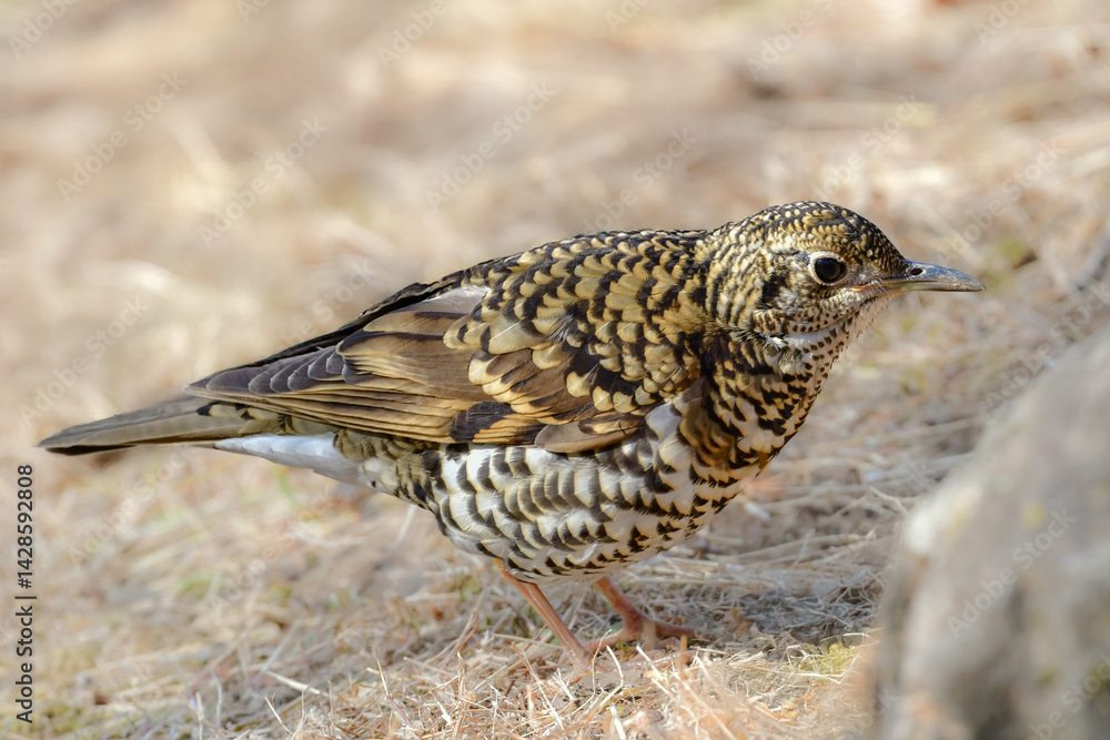 Fototapeta premium 冬に公園で出会える黄色の鱗模様が特徴の身近な野鳥トラツグミ
