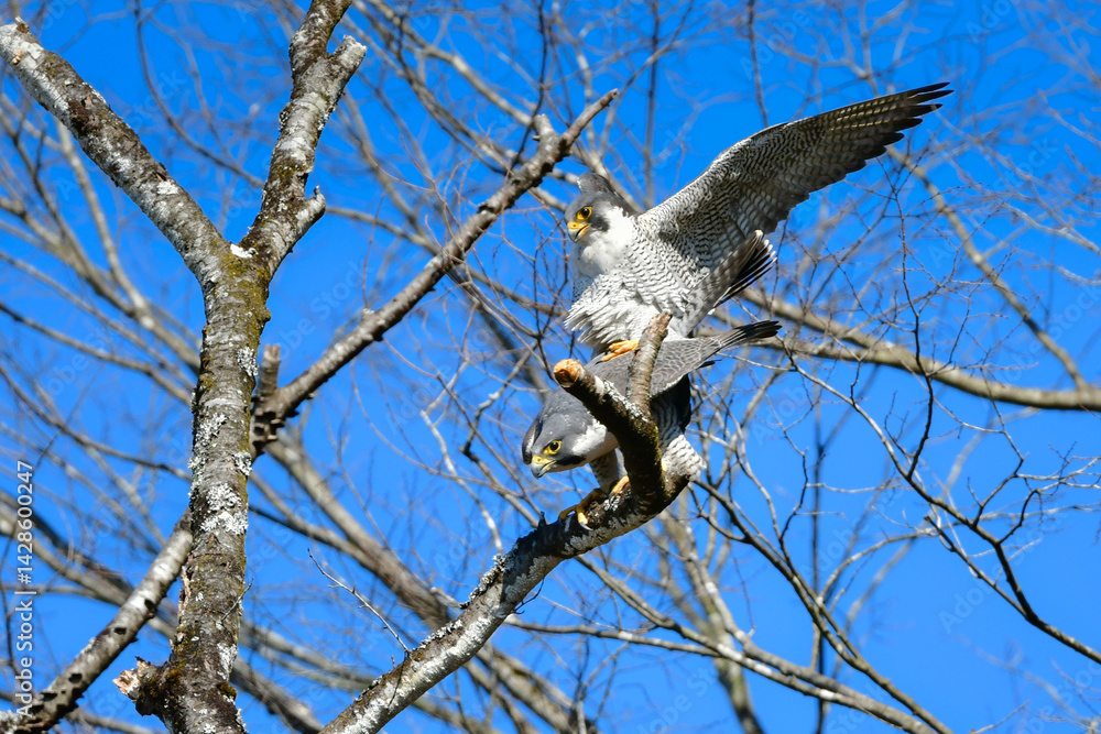 Obraz premium 勇敢な岩場のハンター、空の王者ハヤブサのカップルの交尾