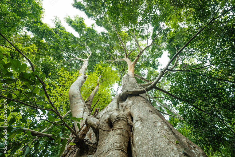Fototapeta premium Trees from the bottom corner, forest and carbon reduction concept for sustainable environment