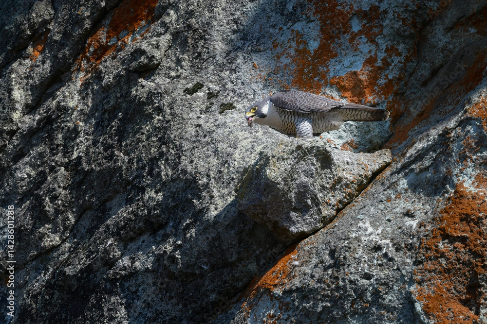 Obraz premium 岩場の勇敢なハンター、高速で飛んで狩りを行う猛禽類、ハヤブサ