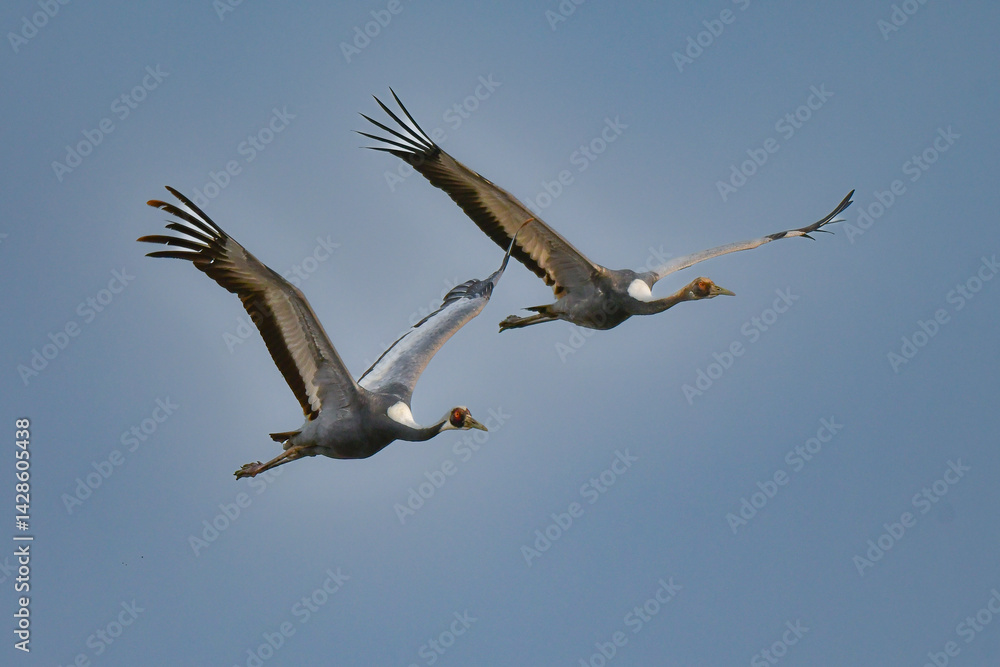 冬に九州鹿児島に群れで訪れる、天然記念物の美しい日本の野鳥マナヅル 冬に九州鹿児島に群れで訪れる、天然記念物の美しい日本の野鳥マナヅル