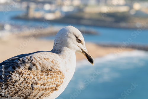 A close-up of a young seagull with speckled feathers, perched near the coast. The background shows a soft focus of the sea, beach, and distant city, creating a serene seaside mood.