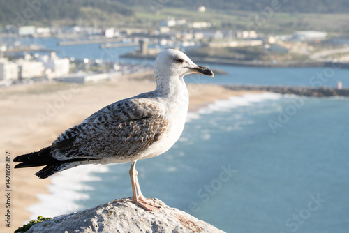A close-up of a young seagull with speckled feathers, perched near the coast. The background shows a soft focus of the sea, beach, and distant city, creating a serene seaside mood.