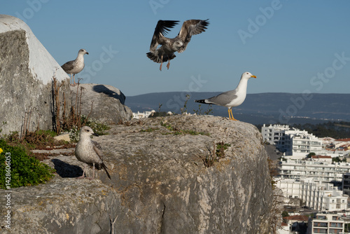 Several seagulls gather on a rocky cliff overlooking a city. One is in mid-flight, while others stand still, with the sea and urban landscape stretching into the background.