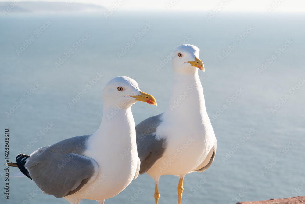 Two seagulls stand side by side, sharply focused against a soft blue background. Their white feathers and yellow beaks glow in the sunlight, creating a serene coastal scene. Two seagulls stand side by side, sharply focused against a soft blue background. Their white feathers and yellow beaks glow in the sunlight, creating a serene coastal scene.