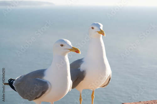 Two seagulls stand side by side, sharply focused against a soft blue background. Their white feathers and yellow beaks glow in the sunlight, creating a serene coastal scene.