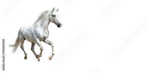 Horse Vectore Illustration Design