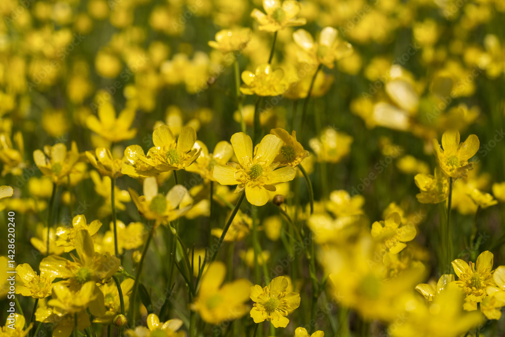 Obraz premium Common or meadow Buttercup (Ranunculus acris), bright yellow flower