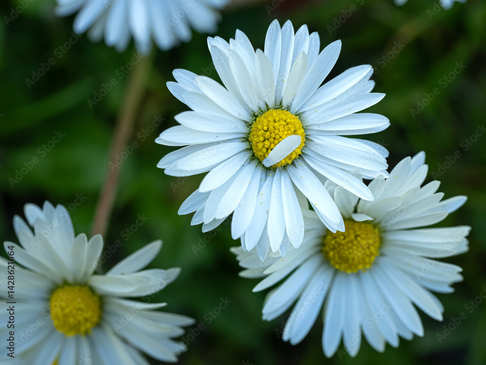 Obraz premium Unperfect perfect daisys