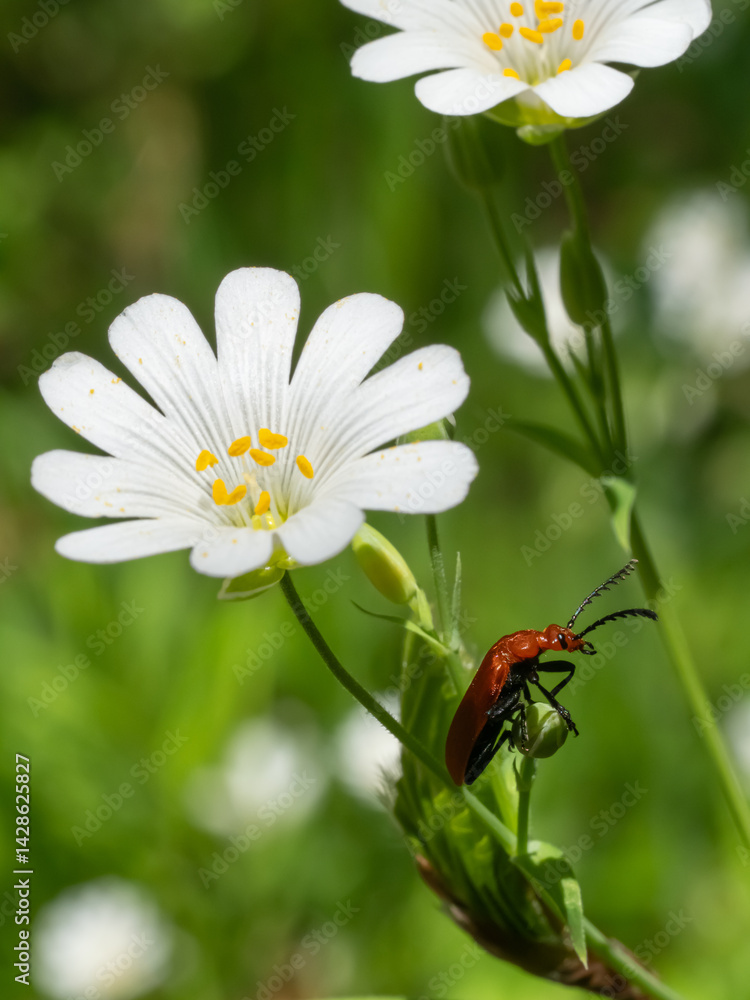 Obraz premium Stellaria with beetle