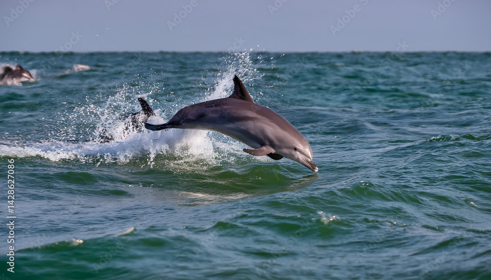 Naklejka premium Wave Dancer