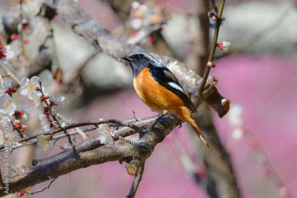 Naklejka premium 春に公園や住宅地で見られるオレンジと黒の美しい身近なかわいい野鳥ジョウビタキ