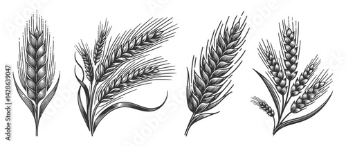 wheat and cereal grains Set collection bundle sketch engraving generative ai vector illustration. Scratch board imitation. Black and white image.
