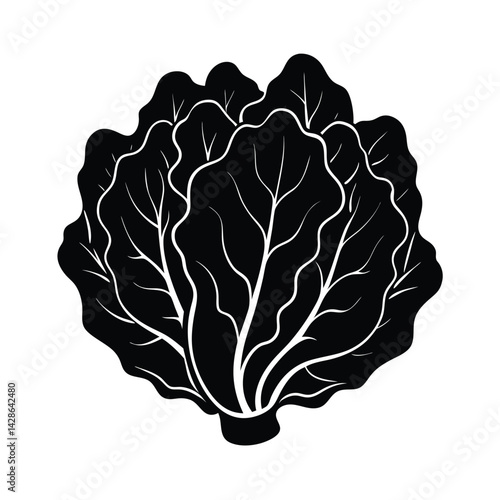 Lettuce Silhouette Illustration on White Background