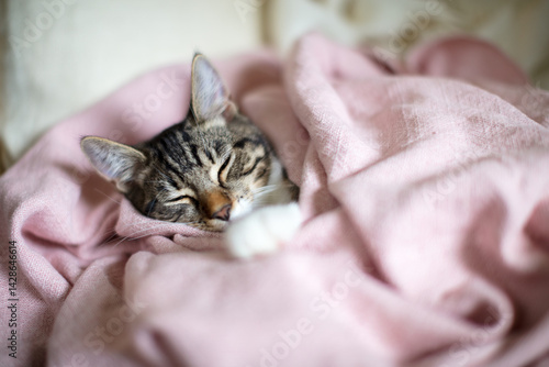 Kitten sleeping whilst wrapped up in pink cotton blanket