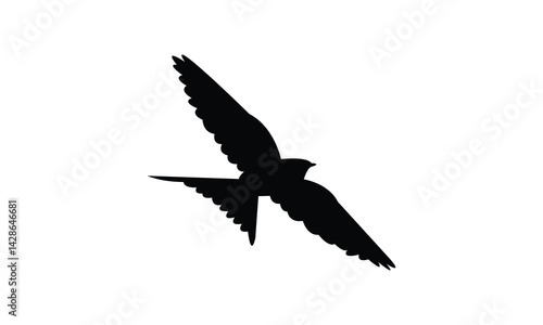 Flying African red rumped swallow bird Silhouette Design  And Vector Illustration. 