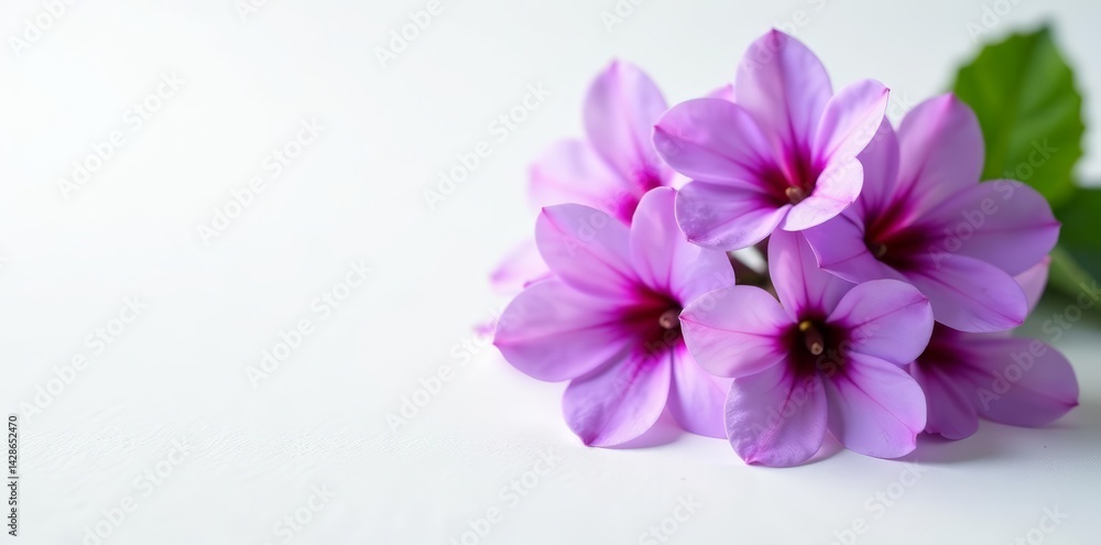 Fototapeta premium Beautiful violet blossoms against a clean white surface, tranquil, elegance