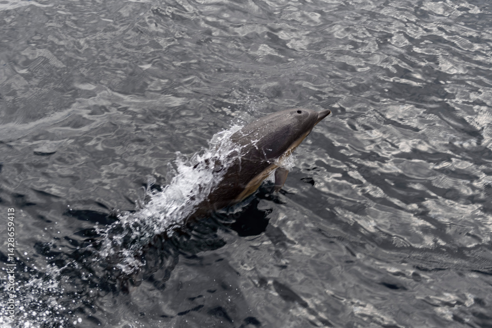 Obraz premium Wild Dolphin Leaping Out of the Ocean