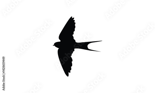 Flying African red rumped swallow bird Silhouette Design  And Vector Illustration. 