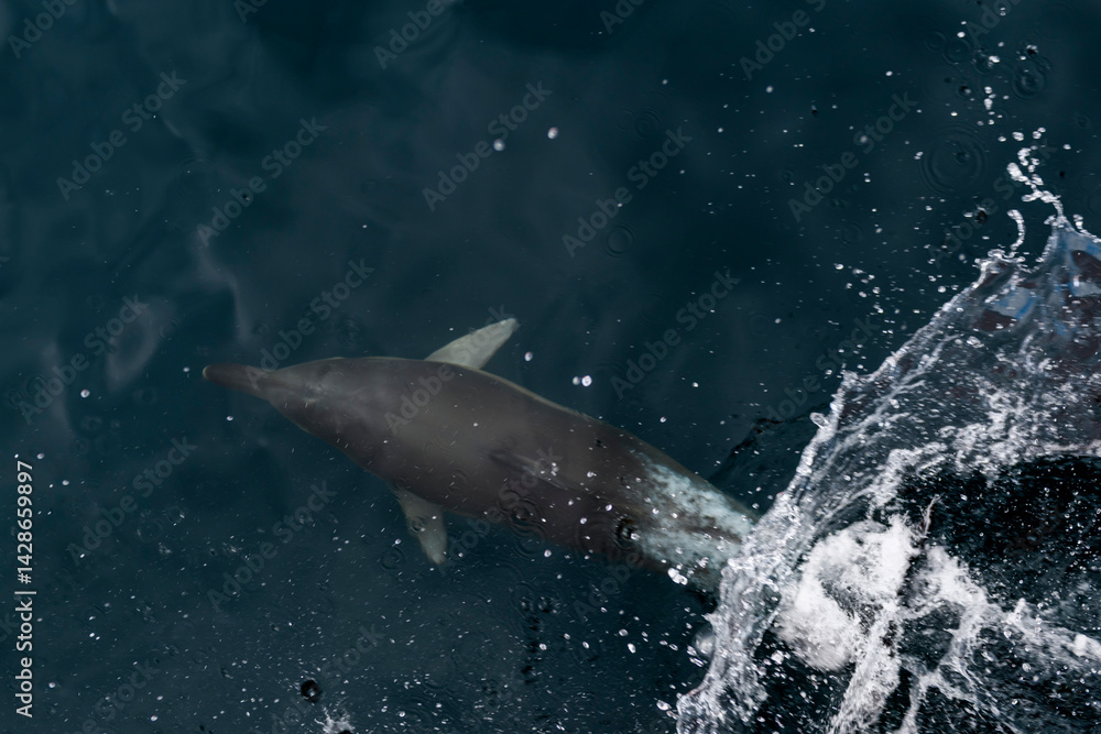 Fototapeta premium Wild Dolphin Leaping Out of the Ocean