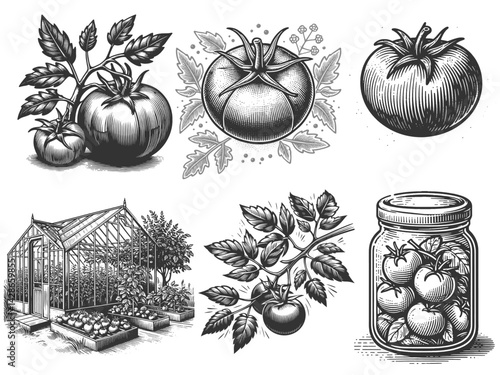 tomato, canned tomatoes, greenhouse garden illustration Set collection bundle sketch engraving generative ai vector illustration. Scratch board imitation. Black and white image.