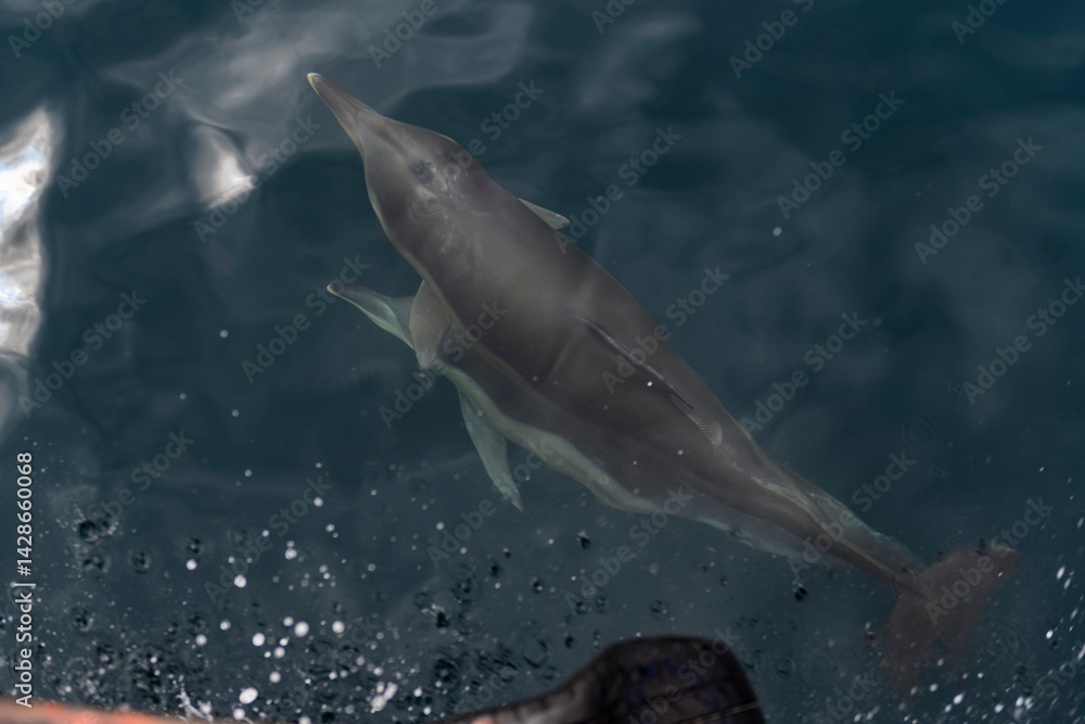 Fototapeta premium Wild Dolphin Leaping Out of the Ocean